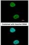 TFIIIC90 antibody, PA5-31288, Invitrogen Antibodies, Immunofluorescence image 