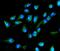 Methylenetetrahydrofolate Dehydrogenase (NADP+ Dependent) 1 Like antibody, A06289-1, Boster Biological Technology, Immunofluorescence image 