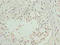 Putative uncharacterized protein C8orf51 antibody, orb37156, Biorbyt, Immunohistochemistry paraffin image 