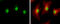 Inositol Hexakisphosphate Kinase 2 antibody, GTX107886, GeneTex, Immunofluorescence image 