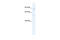 Sirtuin 1 antibody, 27-577, ProSci, Western Blot image 