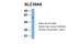 Solute Carrier Family 39 Member 6 antibody, 29-923, ProSci, Immunohistochemistry frozen image 