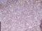 SP110 Nuclear Body Protein antibody, NBP2-45919, Novus Biologicals, Immunohistochemistry frozen image 