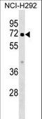 ZBTB44 antibody, LS-C157393, Lifespan Biosciences, Western Blot image 