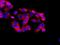 ATPase Sarcoplasmic/Endoplasmic Reticulum Ca2+ Transporting 2 antibody, ab137020, Abcam, Immunofluorescence image 