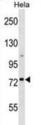 Golgin A8 Family Member H antibody, abx030440, Abbexa, Western Blot image 