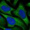 A28-RGS14P antibody, HPA053250, Atlas Antibodies, Immunofluorescence image 