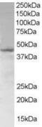 SAM Domain, SH3 Domain And Nuclear Localization Signals 1 antibody, GTX89694, GeneTex, Western Blot image 