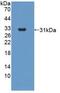 Angiopoietin 2 antibody, abx129981, Abbexa, Enzyme Linked Immunosorbent Assay image 