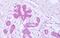 Syndecan Binding Protein antibody, NB100-53807, Novus Biologicals, Immunohistochemistry paraffin image 