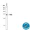 Pyruvate Kinase M1/2 antibody, MAB7244, R&D Systems, Western Blot image 