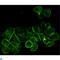 EGFR antibody, LS-C812958, Lifespan Biosciences, Immunocytochemistry image 