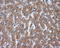 Nucleoside diphosphate kinase, mitochondrial antibody, LS-C115152, Lifespan Biosciences, Immunohistochemistry frozen image 