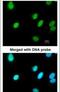 Replication Factor C Subunit 4 antibody, PA5-21538, Invitrogen Antibodies, Immunofluorescence image 