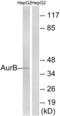 Aurora Kinase B antibody, LS-B6592, Lifespan Biosciences, Western Blot image 