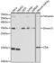 Cytidine Deaminase antibody, GTX53944, GeneTex, Western Blot image 