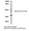 Mitogen-Activated Protein Kinase 8 antibody, LS-C177677, Lifespan Biosciences, Western Blot image 