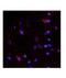 Netrin 4 antibody, PA5-43391, Invitrogen Antibodies, Immunohistochemistry paraffin image 