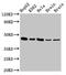 Flotillin 1 antibody, CSB-PA008727LA01HU, Cusabio, Western Blot image 