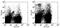 CD11C antibody, 15-0114-81, Invitrogen Antibodies, Flow Cytometry image 
