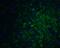 PR/SET Domain 16 antibody, 5555, ProSci, Immunofluorescence image 