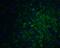 PR domain zinc finger protein 16 antibody, 5555, ProSci, Immunofluorescence image 