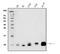 ATP synthase lipid-binding protein, mitochondrial antibody, M09735, Boster Biological Technology, Western Blot image 