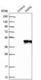 NSF Attachment Protein Gamma antibody, NBP1-86491, Novus Biologicals, Western Blot image 