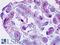 Joining Chain Of Multimeric IgA And IgM antibody, LS-B9309, Lifespan Biosciences, Immunohistochemistry frozen image 