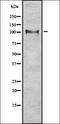 E3 ubiquitin-protein ligase Itchy antibody, orb337113, Biorbyt, Western Blot image 