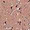 Zinc Finger Protein 667 antibody, orb75218, Biorbyt, Immunohistochemistry paraffin image 