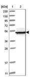 Eukaryotic Translation Initiation Factor 2B Subunit Gamma antibody, NBP1-83985, Novus Biologicals, Western Blot image 