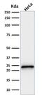 p21 antibody, GTX34923, GeneTex, Western Blot image 