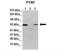 Caveolae Associated Protein 1 antibody, TA341807, Origene, Western Blot image 