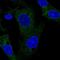 TRAF family member-associated NF-kappa-B activator antibody, NBP2-38358, Novus Biologicals, Immunocytochemistry image 