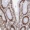 Heterogeneous Nuclear Ribonucleoprotein L antibody, NBP2-33627, Novus Biologicals, Immunohistochemistry frozen image 