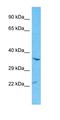 C-Type Lectin Domain Containing 11A antibody, orb324982, Biorbyt, Western Blot image 