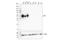CD2 Molecule antibody, 53460S, Cell Signaling Technology, Western Blot image 