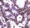 Annexin A6 antibody, A03735, Boster Biological Technology, Immunohistochemistry paraffin image 