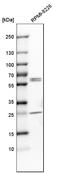 Caspase 8 antibody, HPA001302, Atlas Antibodies, Western Blot image 