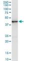 CAMP Responsive Element Binding Protein 5 antibody, H00009586-M01, Novus Biologicals, Western Blot image 