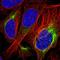 Alsin Rho Guanine Nucleotide Exchange Factor ALS2 antibody, HPA046588, Atlas Antibodies, Immunofluorescence image 