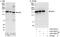 Inverted Formin, FH2 And WH2 Domain Containing antibody, A303-427A, Bethyl Labs, Western Blot image 