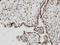 Histone H2A.V antibody, H00094239-M08, Novus Biologicals, Immunohistochemistry paraffin image 
