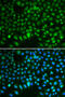 DLG Associated Protein 5 antibody, 15-079, ProSci, Immunofluorescence image 