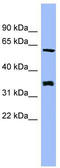 HECA antibody, TA345054, Origene, Western Blot image 
