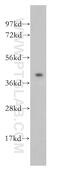 Protein O-Fucosyltransferase 1 antibody, 14929-1-AP, Proteintech Group, Western Blot image 