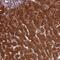 Glutamic-Oxaloacetic Transaminase 1 antibody, NBP2-55813, Novus Biologicals, Immunohistochemistry frozen image 
