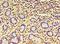Fibroblast Growth Factor 13 antibody, LS-C375711, Lifespan Biosciences, Immunohistochemistry paraffin image 