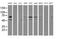 Protein Disulfide Isomerase Family A Member 4 antibody, MA5-25771, Invitrogen Antibodies, Western Blot image 